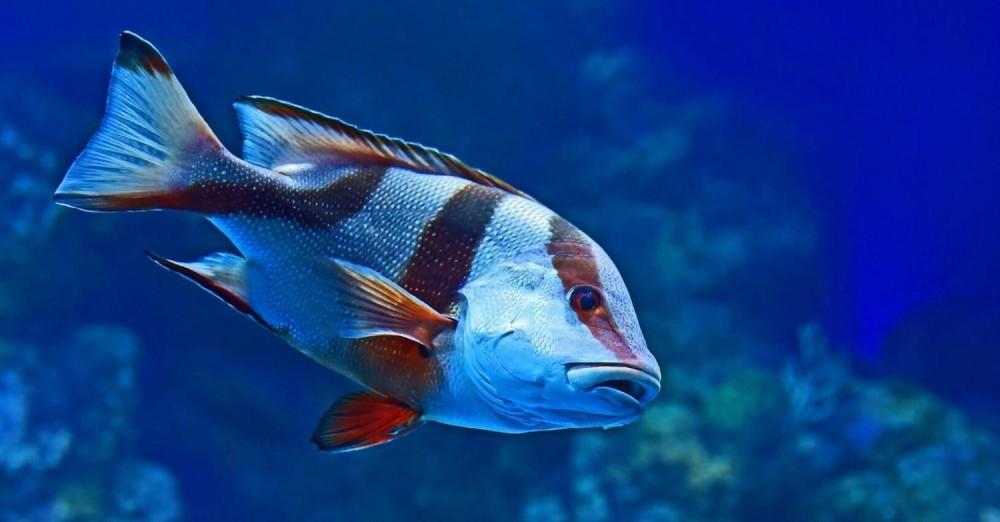 همه چیز درمورد ماهی‌ها | معرفی انواع ماهی در ایران و جهان