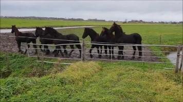Lovely_black_horses | اسب های سیاه دوست داشتنی