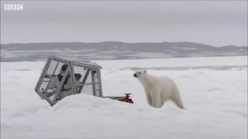wild_polar_bear_tries_to_break_in_box | خرس قطبی وحشی سعی در شکستن جعبه شیشه ای دارد