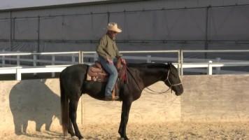 teaching_a_horse_to_steer_part_1 | آموزش سوارکاری با وارویک شیلر (قسمت اول)