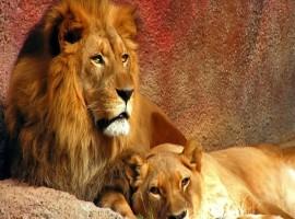 why-the-lion-is-the-king-of-the-forest | چرا شیر سلطان جنگل است؟ | حیوانی به شدت اجتماعی که از کفتار می‌ترسد!