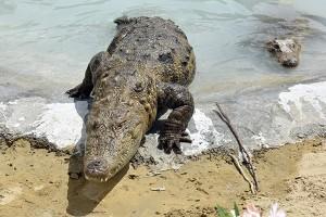 research-on-iranian-crocodile-gando | تحقیق درباره گاندو تمساح ایرانی | فرق گاندو با تمساح
