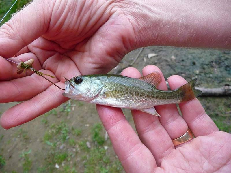 بچه ماهی به عنوان طعمه ماهیگیری طبیعی