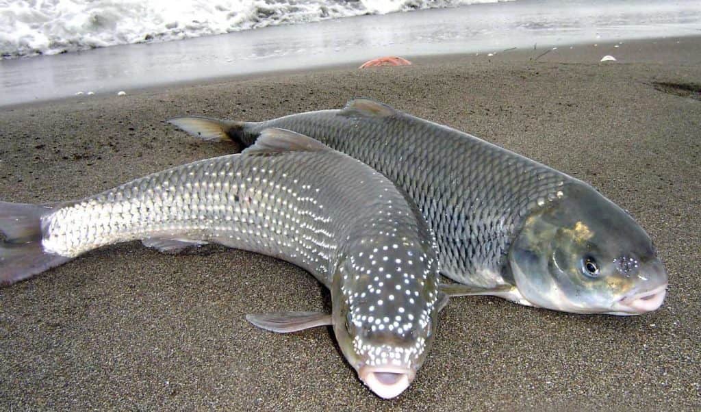 ماهی شمال ایران