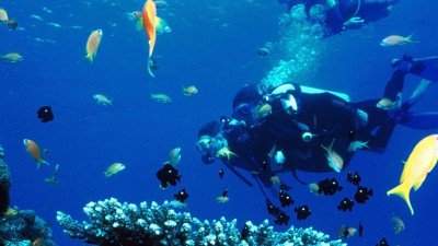 شنا و غواصی در تور شگفت انگیز جزیره لارک - اسپیلت البرز